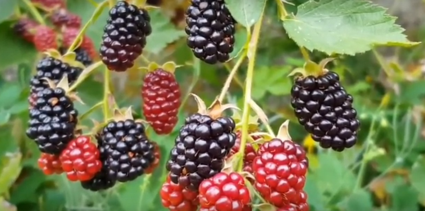 Mahasiswa UI Teliti Buah Arbei, Ini Hasilnya